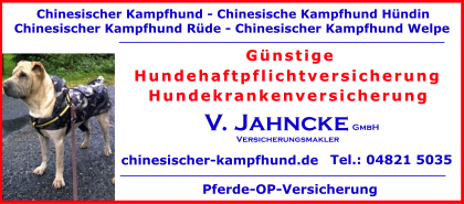 Chinesischer-Kampfhund